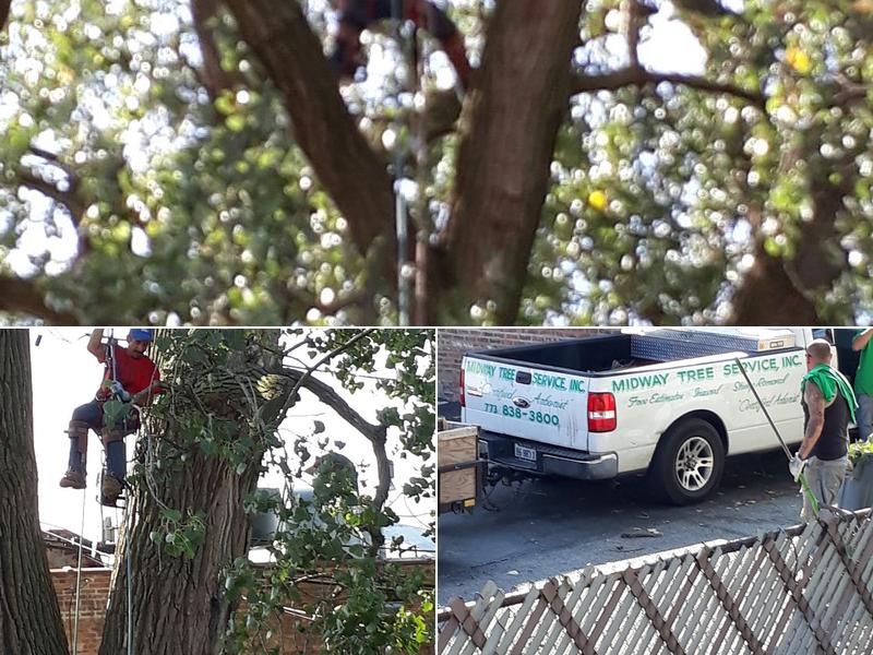 Midway Tree Service