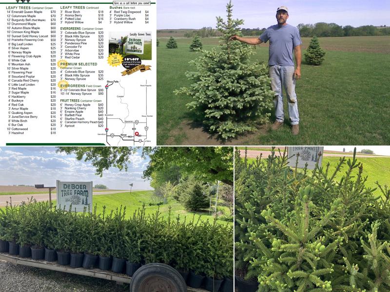 Deboer Tree Farm