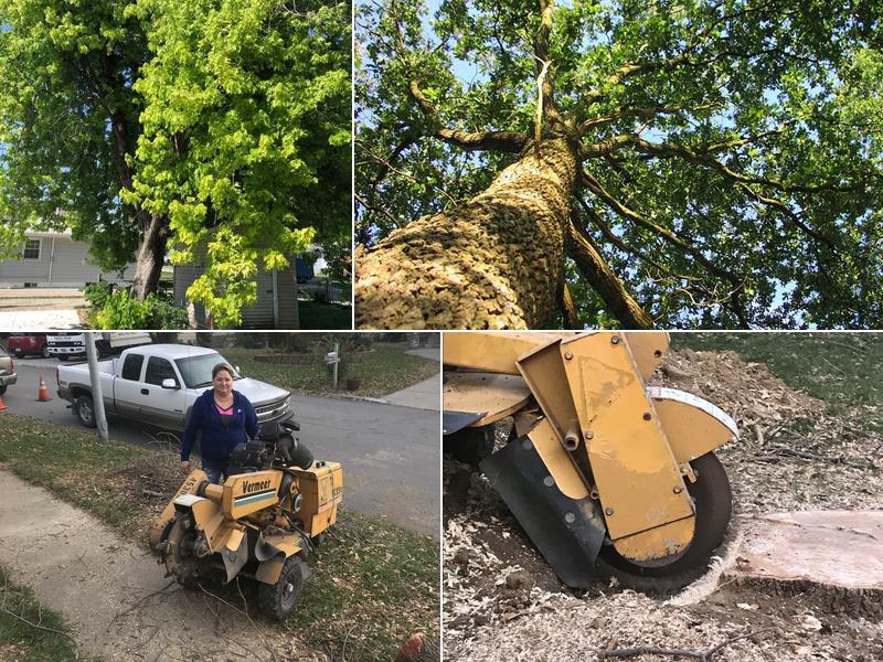 Kathy's Tree and Stump Removal