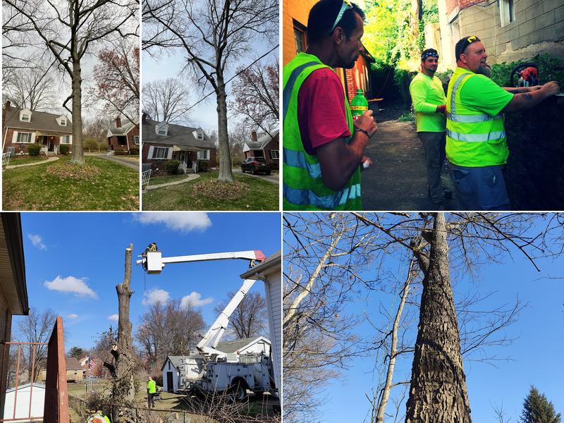 Maxwell's Tree Service