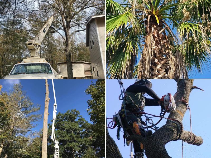 A&M Tree Service LLC