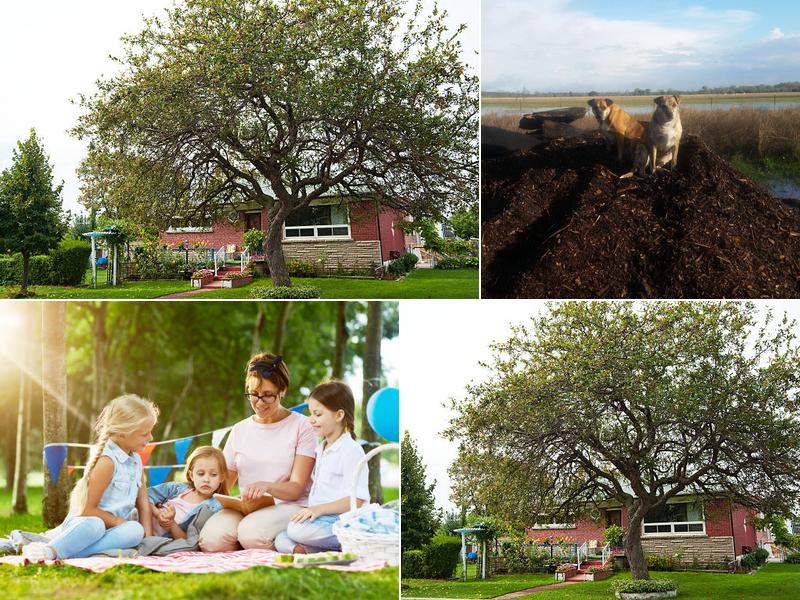 McCutcheon Tree Service