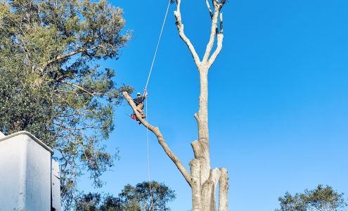 Mudge Tree Service 105 Keating Dr, Belle Chasse Louisiana 70037