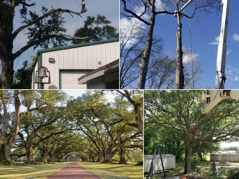 Tree Surgery by Ricky Vincent