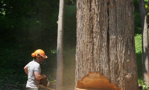 Big Jay Tree Service 773 River Rd, Bucksport Maine 04416