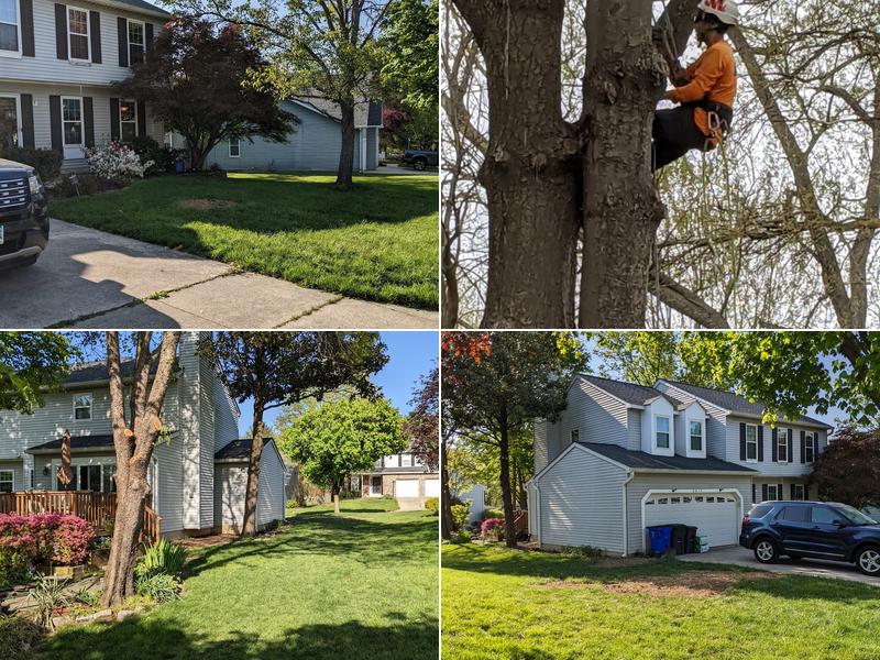 Adirondack Tree Experts