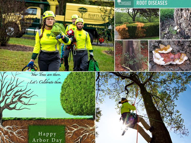 Bartlett Tree Experts