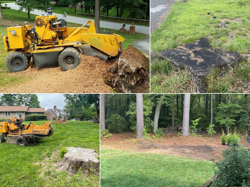Economy Stump Grinding & Removal