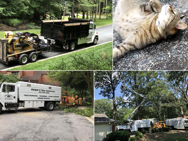 Knab's Tree Services