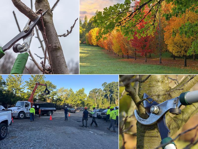 Chapingo Tree Care Specialists
