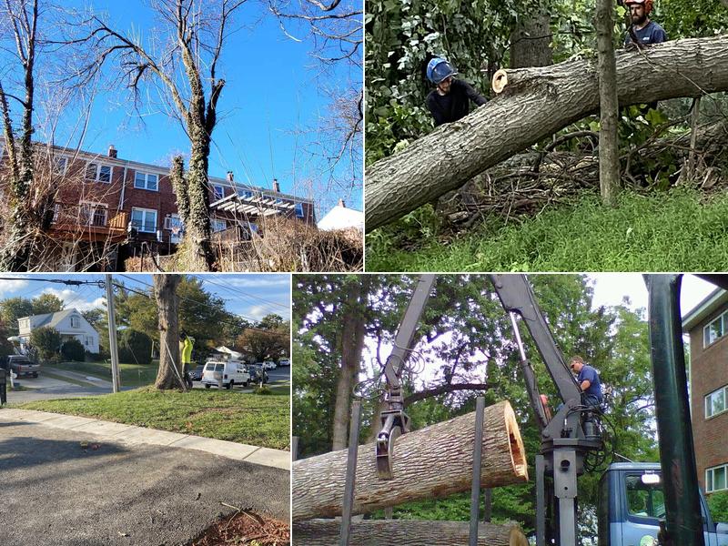 Arborcare Tree Experts, Inc.