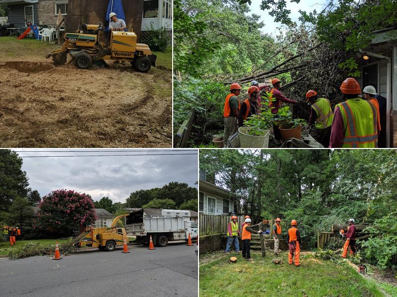 Mac & Son Tree Expert