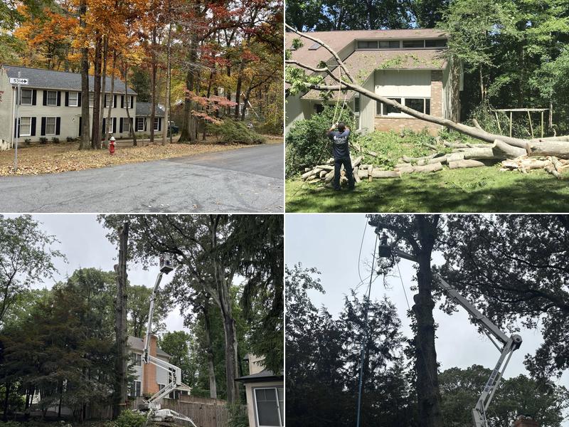 Mills Tree Service