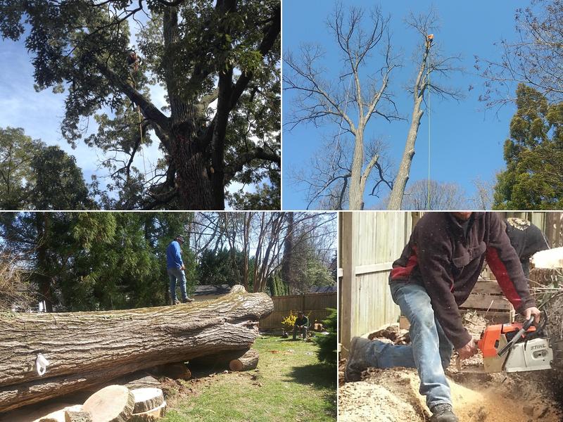 AMERICAN ARBORISTS TREE SERVICE