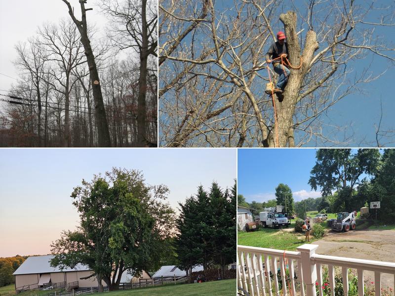 Cecil Tree Service, LLC