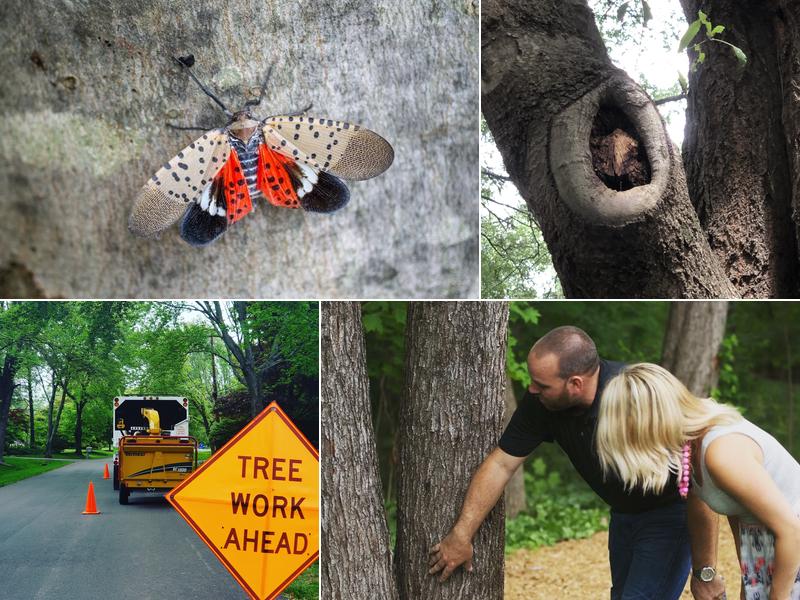 Monster Tree Service of Montgomery County, MD