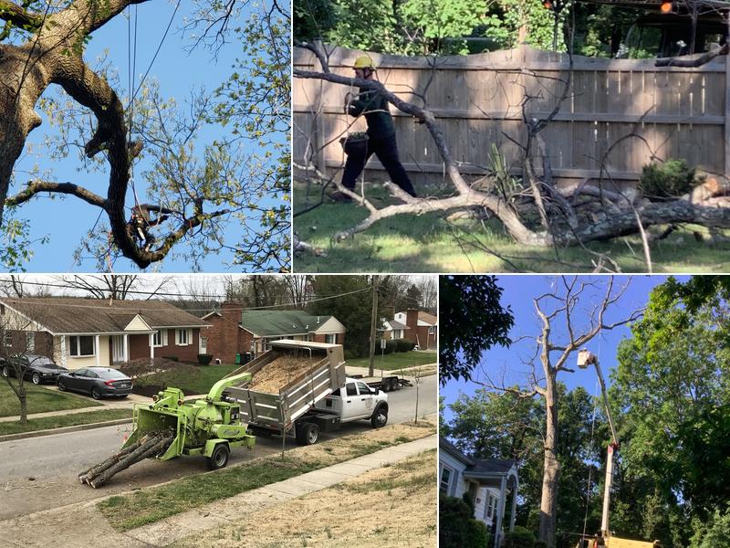 Escobar Tree Experts, LLC