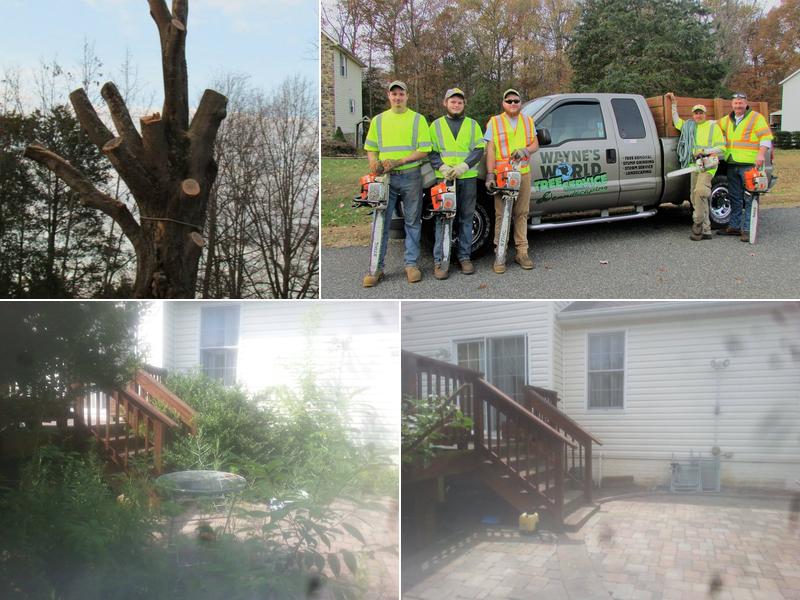 Wayne's World Tree Service