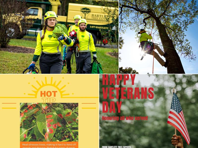 Bartlett Tree Experts