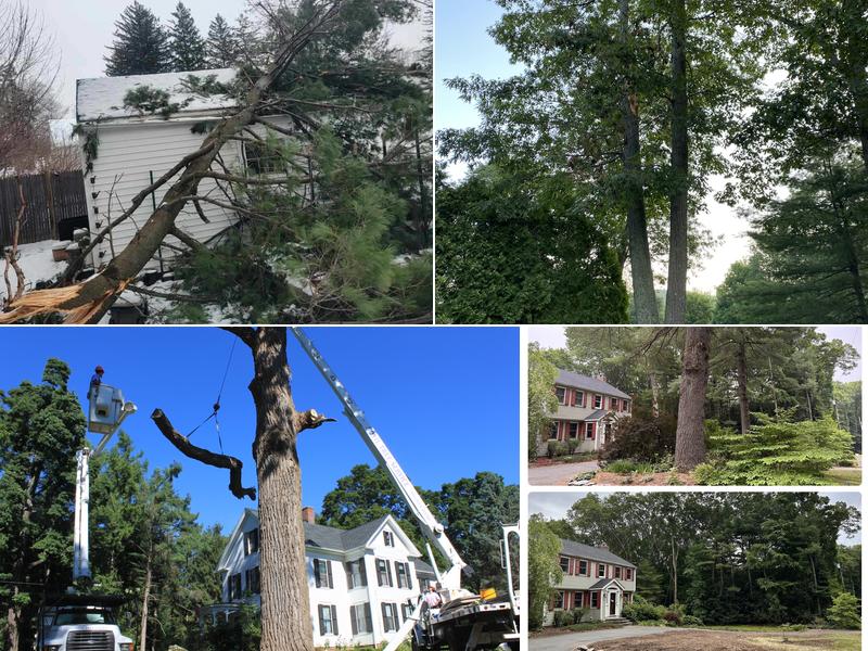 Sotil Tree Service