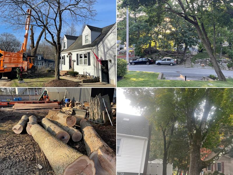 Tree Services of New England