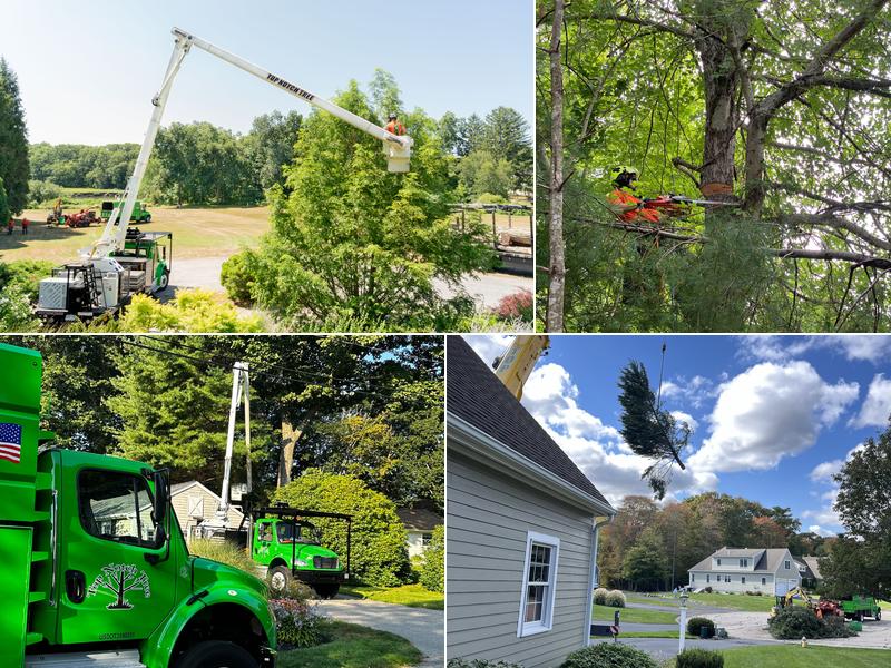 Top Notch Tree, Inc.