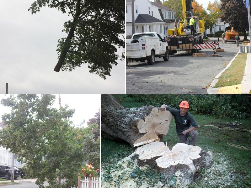 Lobel Tree Service Inc