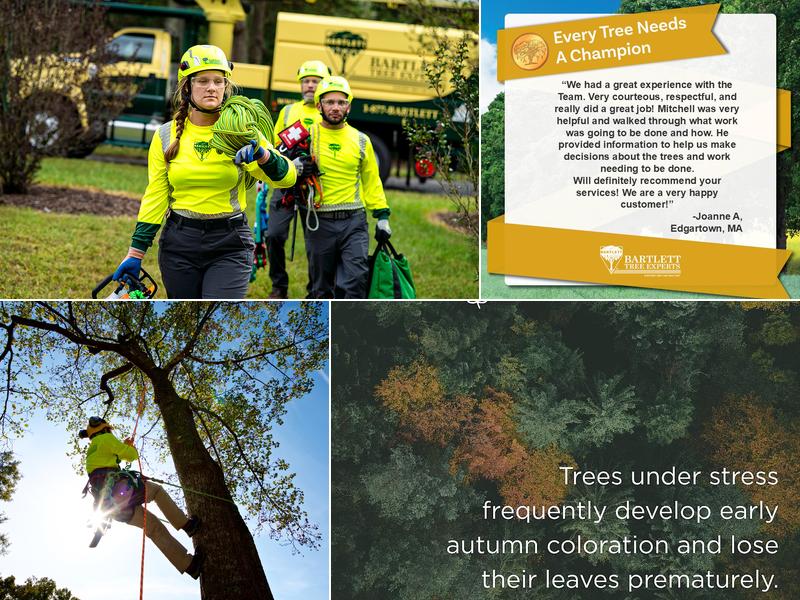 Bartlett Tree Experts