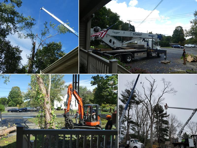Palaza & McDonough Tree Service Inc