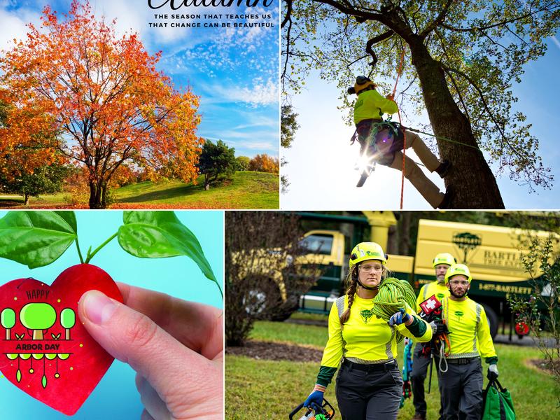 Bartlett Tree Experts