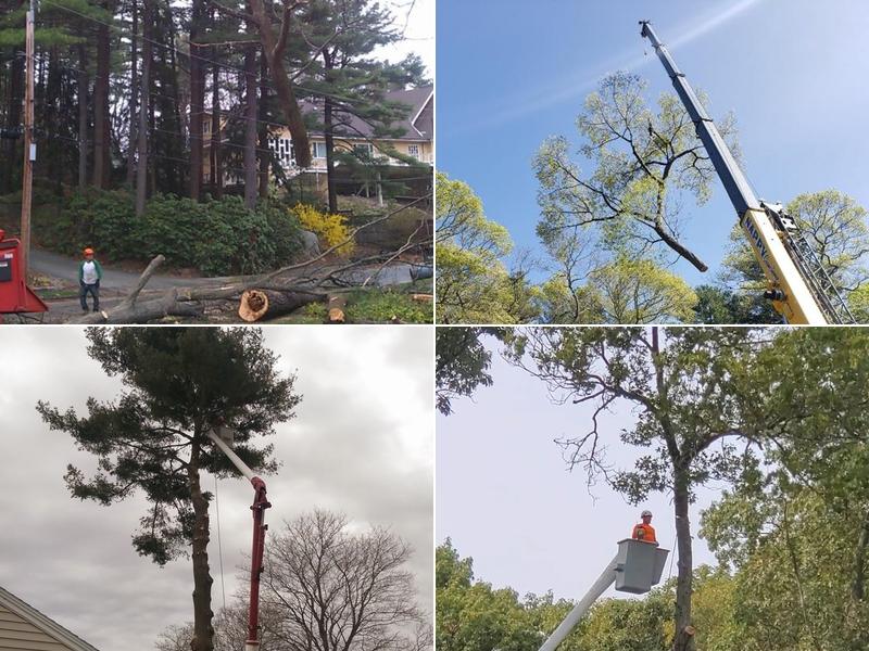 JB Perry Arbor-Care Tree Co, Inc.