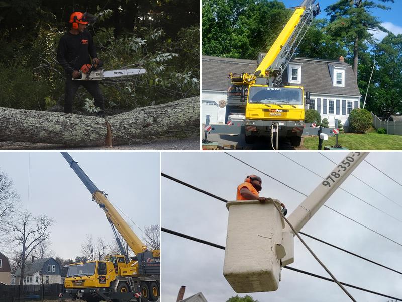 Timber Pros - Tree Services