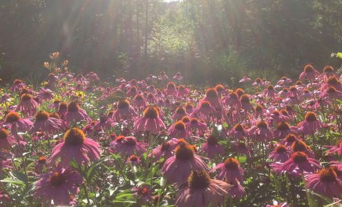 Hilltown Tree and Garden Chesterfield