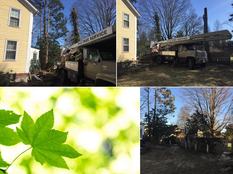 P & S Tree Service