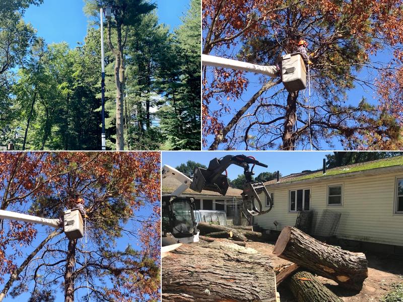 Edge Tree Service Inc.
