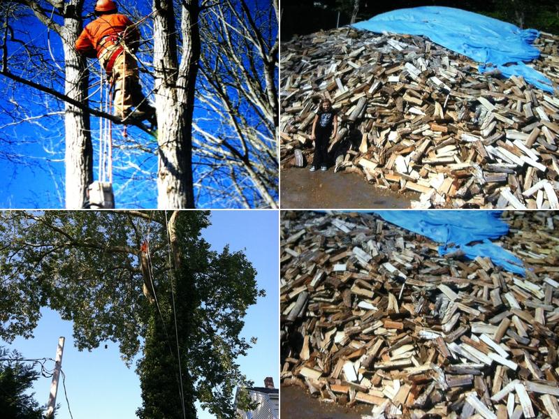 Fitzgerald Tree & Landscape