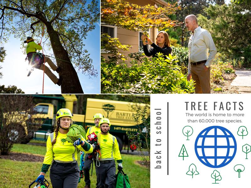 Bartlett Tree Experts