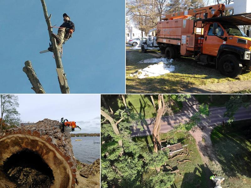 Alfredo's Tree Service, Inc.