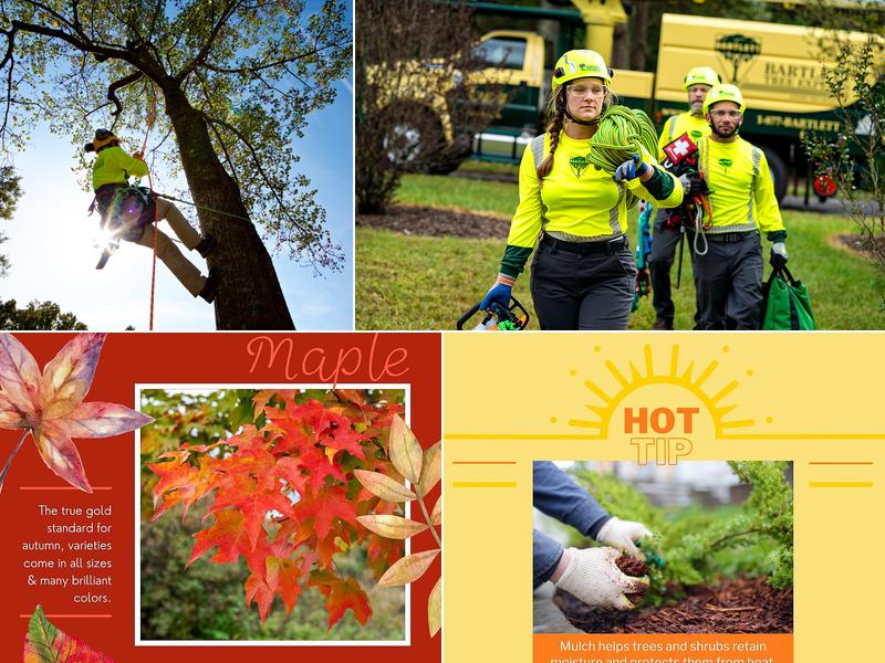 Bartlett Tree Experts