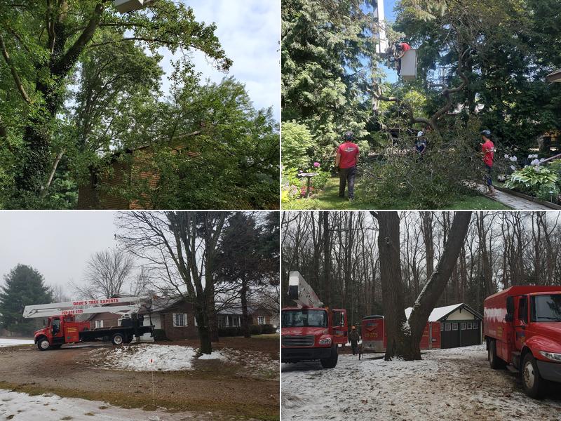 Dave's Tree Expert Co