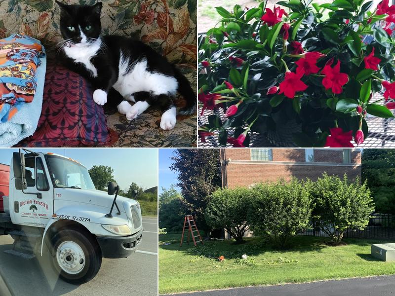 Westside Forestry Services