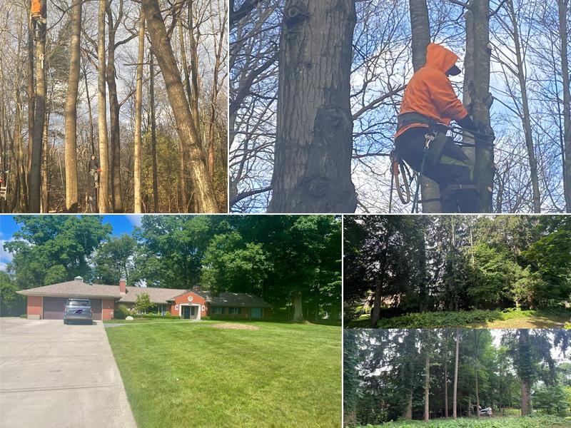 Father & Son Tree Services