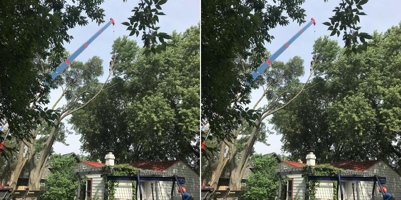 Horizon Tree Service