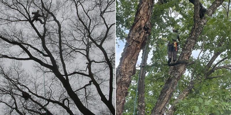 Northern Arborists