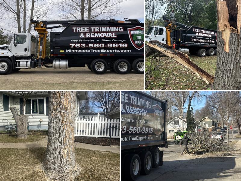 Minnesota Tree Experts