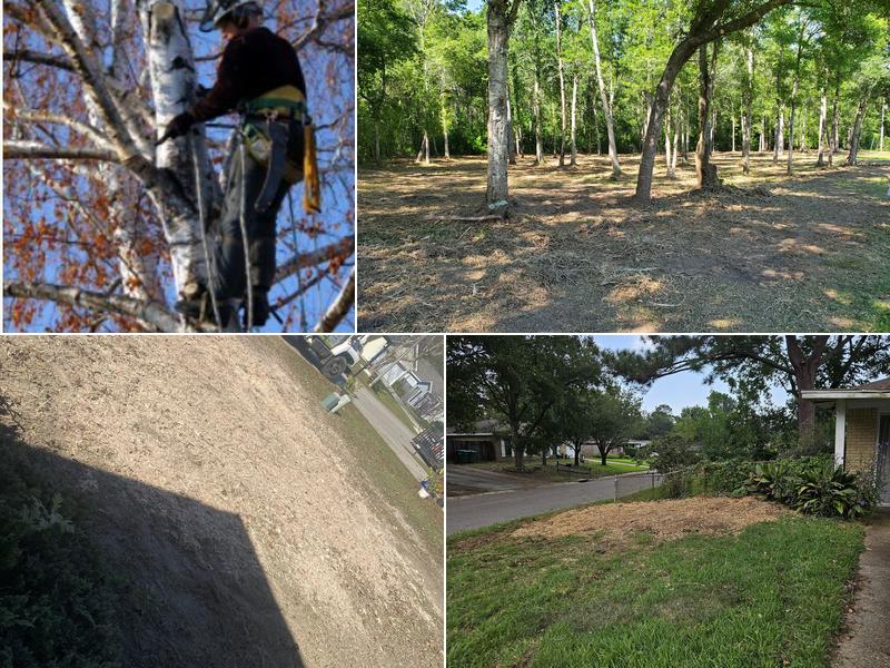 Professional Tree Service