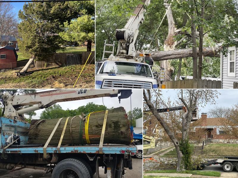 Southfork Tree Services