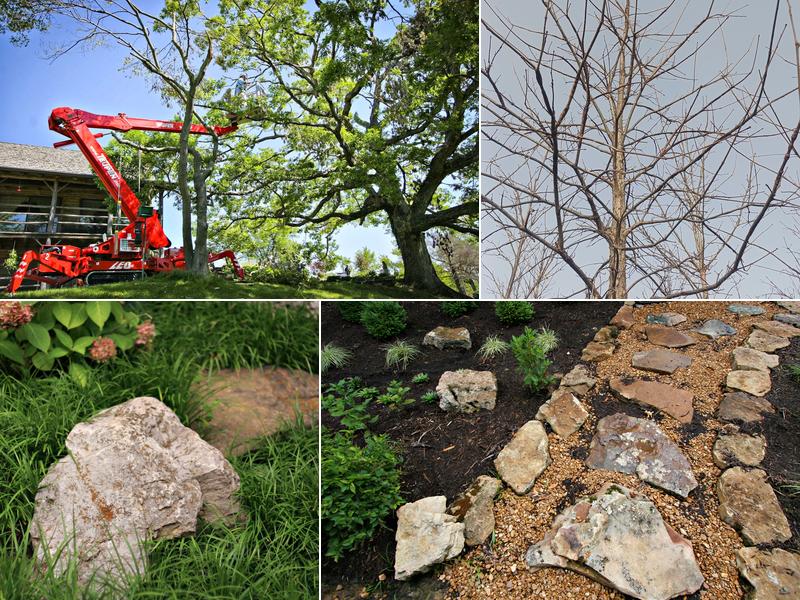 Trees, Forests and Landscapes