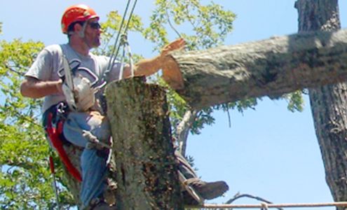 Colt Tree Service LLC