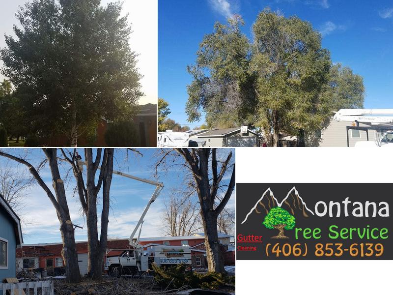 Montana Tree Service
